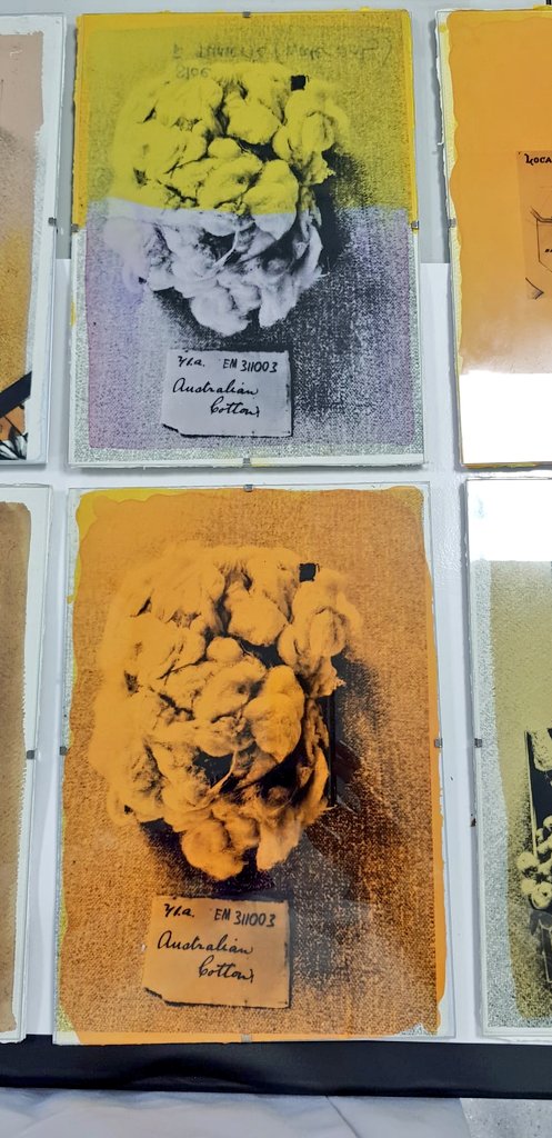 dralibrowne's tweet photo. Day 2 #cottonopolis x #slowcolour. Objects @Erin_bee @Aristolochia found in drawers of @McrMuseum Herbarium come to life. Anthotype printing on cotton Khadi, coloured with plant dyes from polluted sites, layered with turmeric (common dye evident use in objects in MM herbarium). https://t.co/wKTWzNdA3y