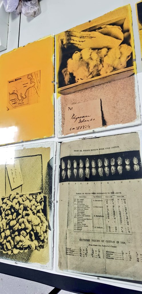 dralibrowne's tweet photo. Day 2 #cottonopolis x #slowcolour. Objects @Erin_bee @Aristolochia found in drawers of @McrMuseum Herbarium come to life. Anthotype printing on cotton Khadi, coloured with plant dyes from polluted sites, layered with turmeric (common dye evident use in objects in MM herbarium). https://t.co/wKTWzNdA3y
