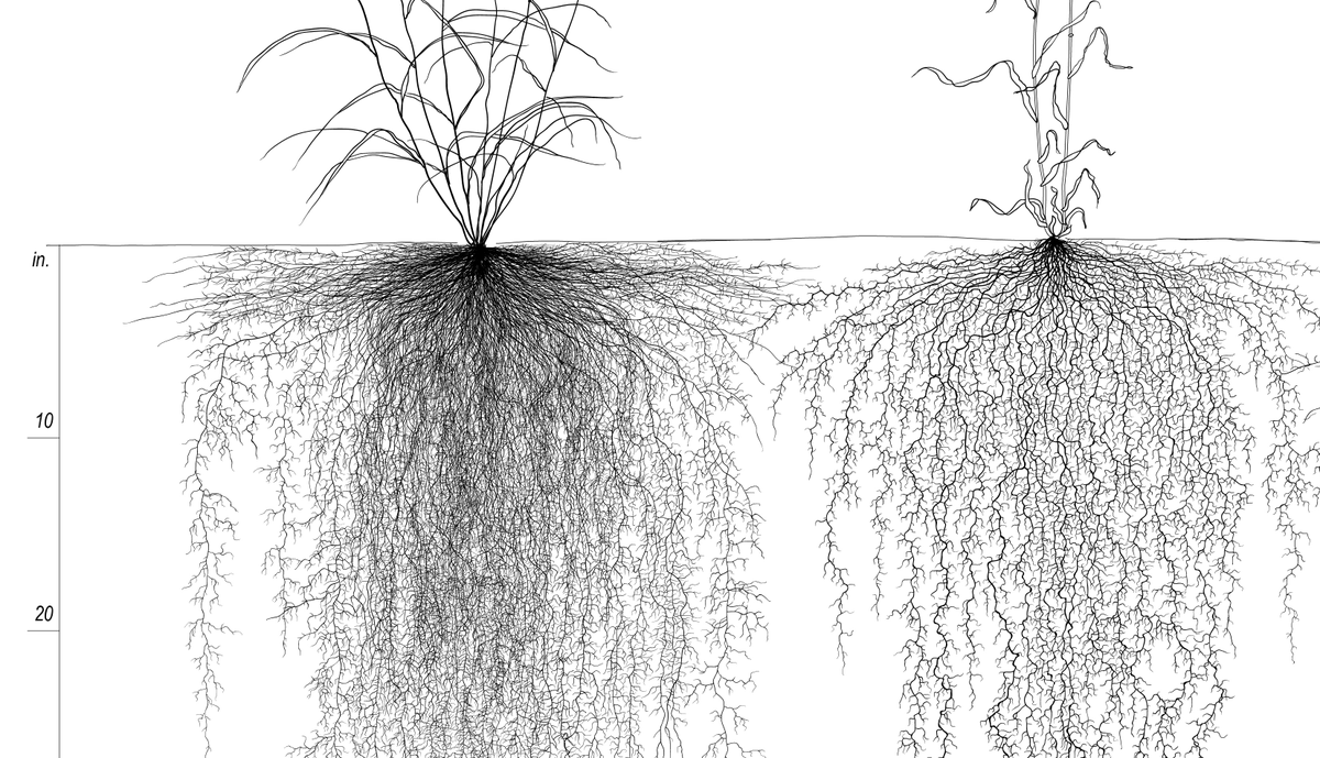 CropsCover's tweet photo. The slides from @CCSI_IN are great tools. Example: See how annual ryegrass (Left) has dense fine roots near the crown compared to rye (Right). Good for aggregation but makes a persistent clump in the spring. #killontime to let ryegrass break down without beating up the soil. https://t.co/INAOq9AB2f