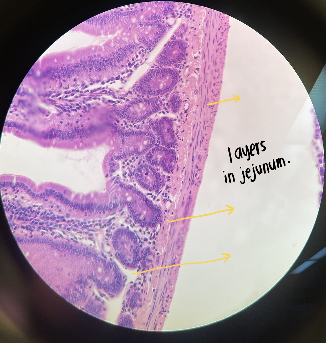 Katrixaban's tweet photo. Histopathology / Histology — a thread 

includes: slides, principle of stain, and which stain to use for a specific tissue for better presentation https://t.co/1yRGALHjKL