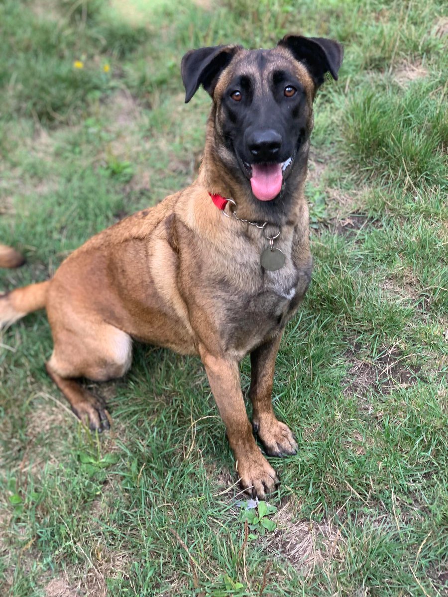 Koko is 2yrs old and he came to us after her owner became ill, Koko can live with older kids and has grown in confidence with the help of the #Essex kennels but will need a patient home #dogs #germanshepherd gsrelite.co.uk/koko/