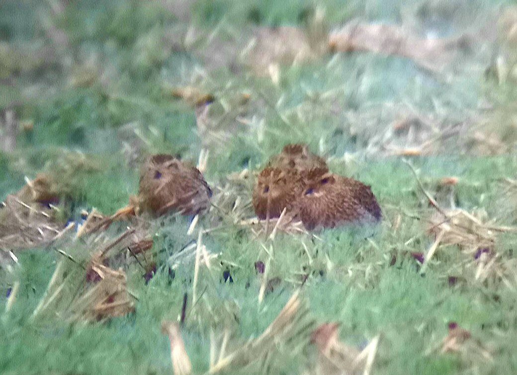 BacktoBirding's tweet photo. Beautiful #goldenplover ✅ for the year: 2x flocks of 28-30 birds Gedgrave Marshes opposite @OrfordNessNT &amp; @Natures_Voice Havergate Island.
12 Brent, 160 Canada, 40 Greylag and busy LBBG roost. Then I got soaked along with a kestrel 🌧 #BirdsSeenIn2022 https://t.co/67EvKgjS2s