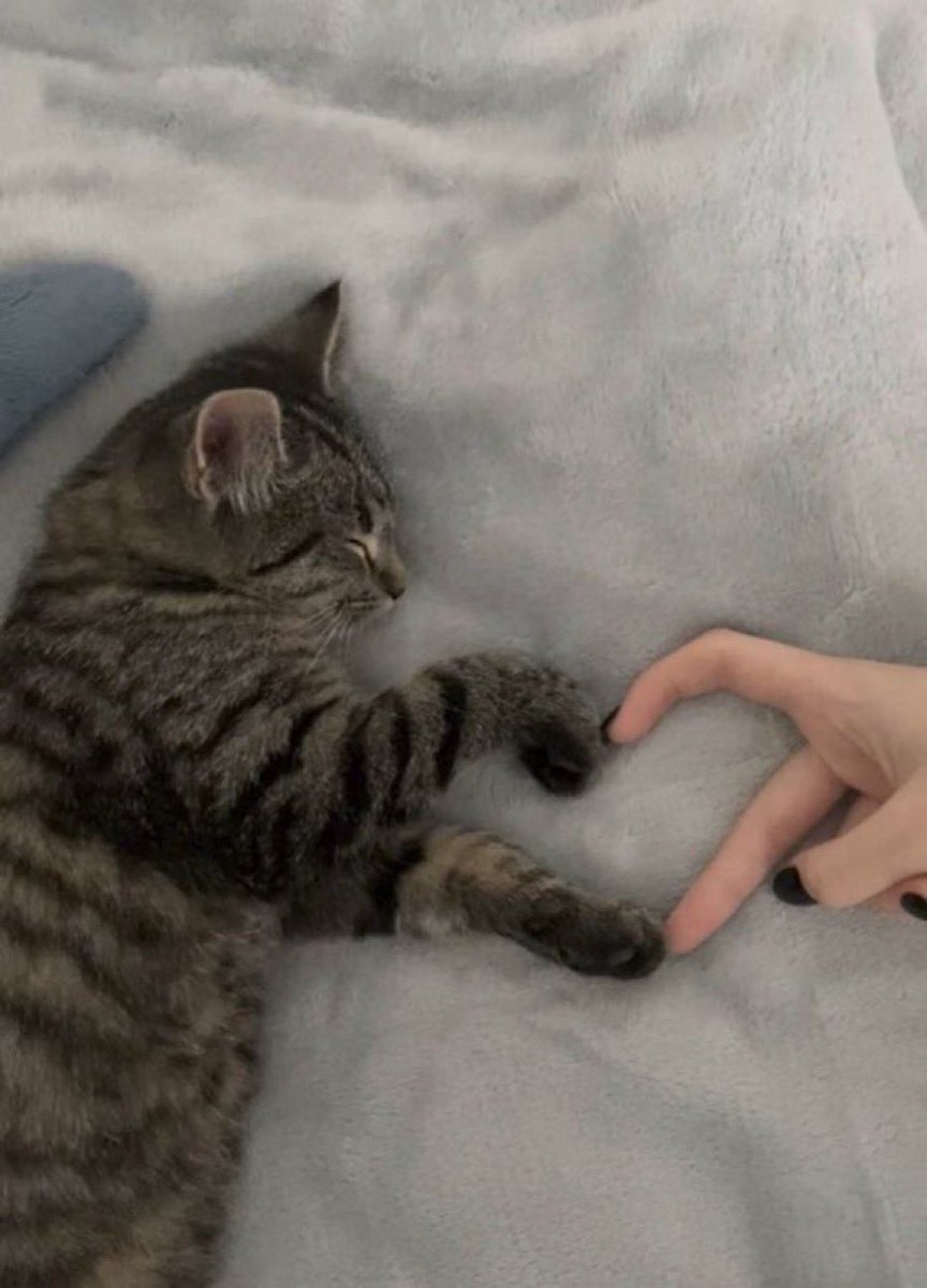 TheMufferald's tweet photo. @lovoviii Ello
Have this cute pic https://t.co/M6EXKLtSSS