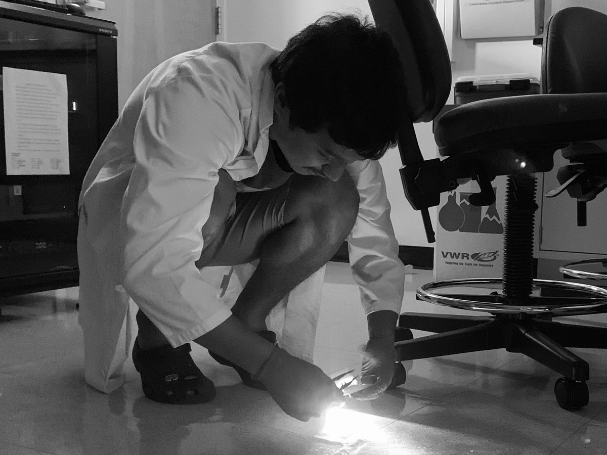 CUHForensics's tweet image. Kaimi using oblique lighting to find hair and fiber evidence.  Using forceps and a clean post-it, you can safely collect the evidence for closer analysis at the crime lab.