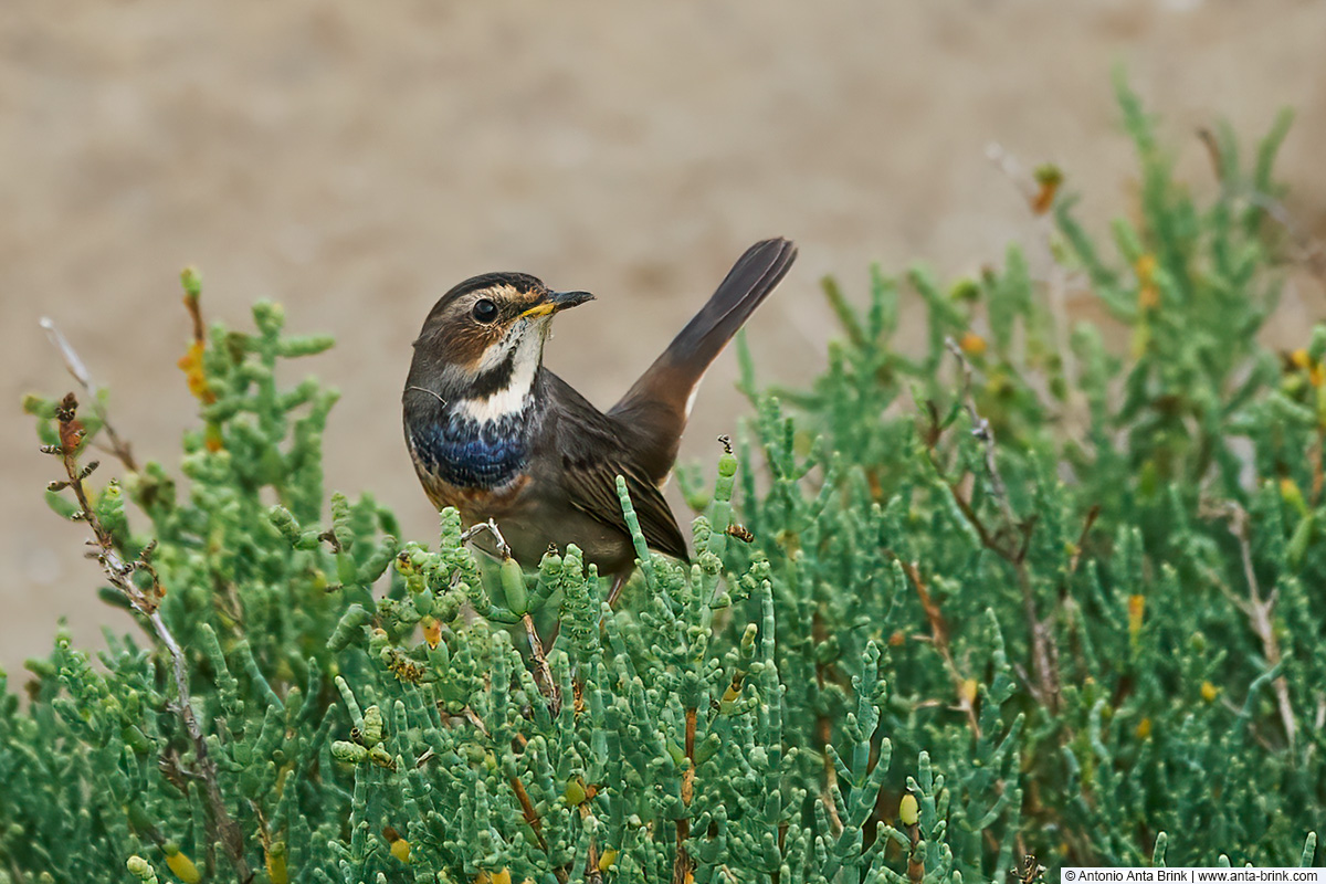 New pic in blog: Bluethroat - Blaukehlchen - Cyanecula svecica. Ebro Delta, Spain. anta-brink.com/bluethroat/
 #birds #birdphotography #NaturePhotography #birding