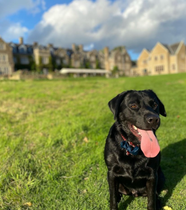 SouthLodgeHotel's tweet photo. Happy hound = happy humans! #tongueouttuesday 

#dogfriendlyhotel #dogfriendly #dogslife #autumndogwalks #autumnwalks #escapetothecountryside #autumnbreak #southlodge #westsussex #exclusivecollection #myexclusive

(📷 @sewingthroughivf ) https://t.co/q9AfH2TBAx