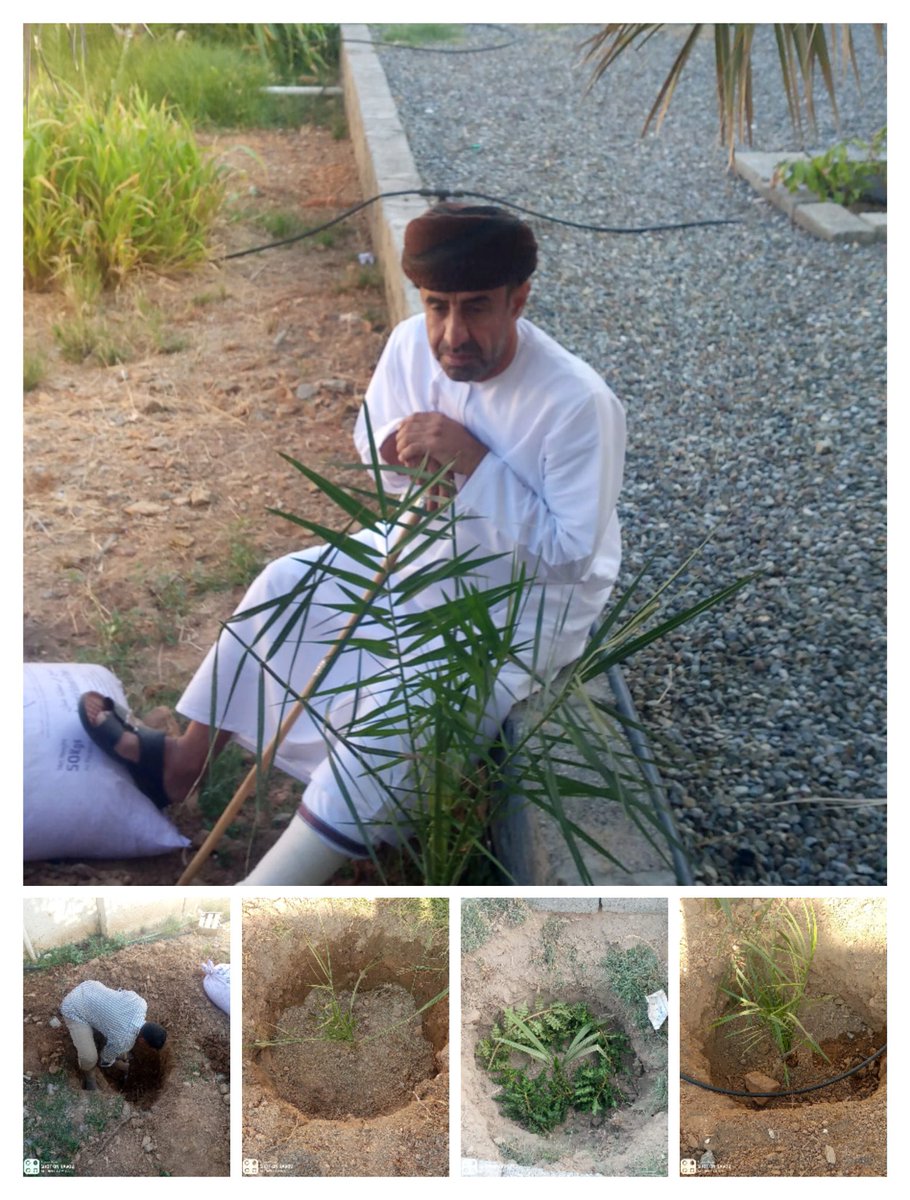 albraa_school's tweet photo. استكمالا لنشر المظلة الخضراء بالمدرسة وبمتابعة موجهه من مدير المدرسة أ. مصبح بن طالب الشكيلي تتواصل عملية غرس أصناف مختلفة من النخيل والأشجار المثمرة ويعد هذا اهم المشاريع التي توليها إدارة المدرسة اهتماما كبيرا   وتشجيع الطلبة على ممارسة الزراعة بأنواعها المختلفة. https://t.co/KFnQ5TWflC