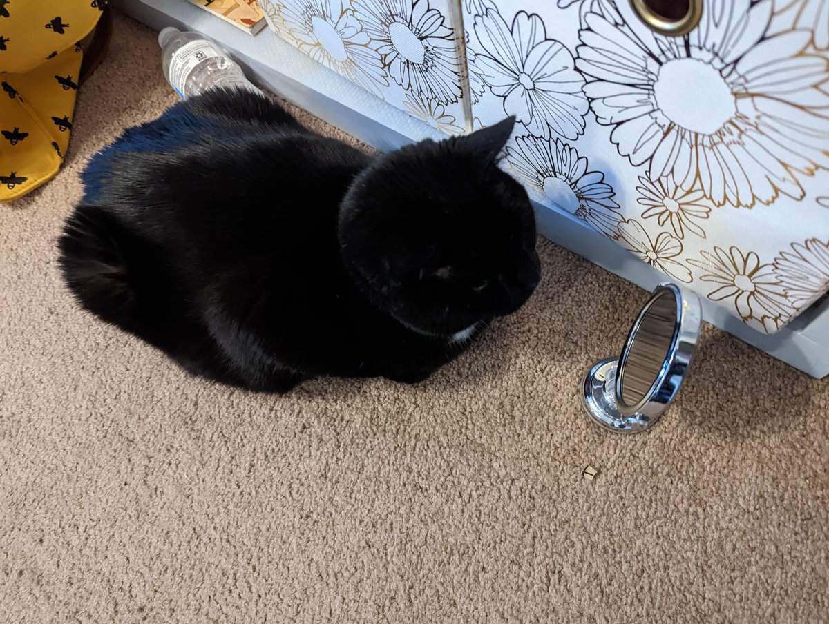 EditsByKnight's tweet image. I guess Louise figured out how cute she is 🤣
#CatsOfTwitter #voidkitty #BlackCat