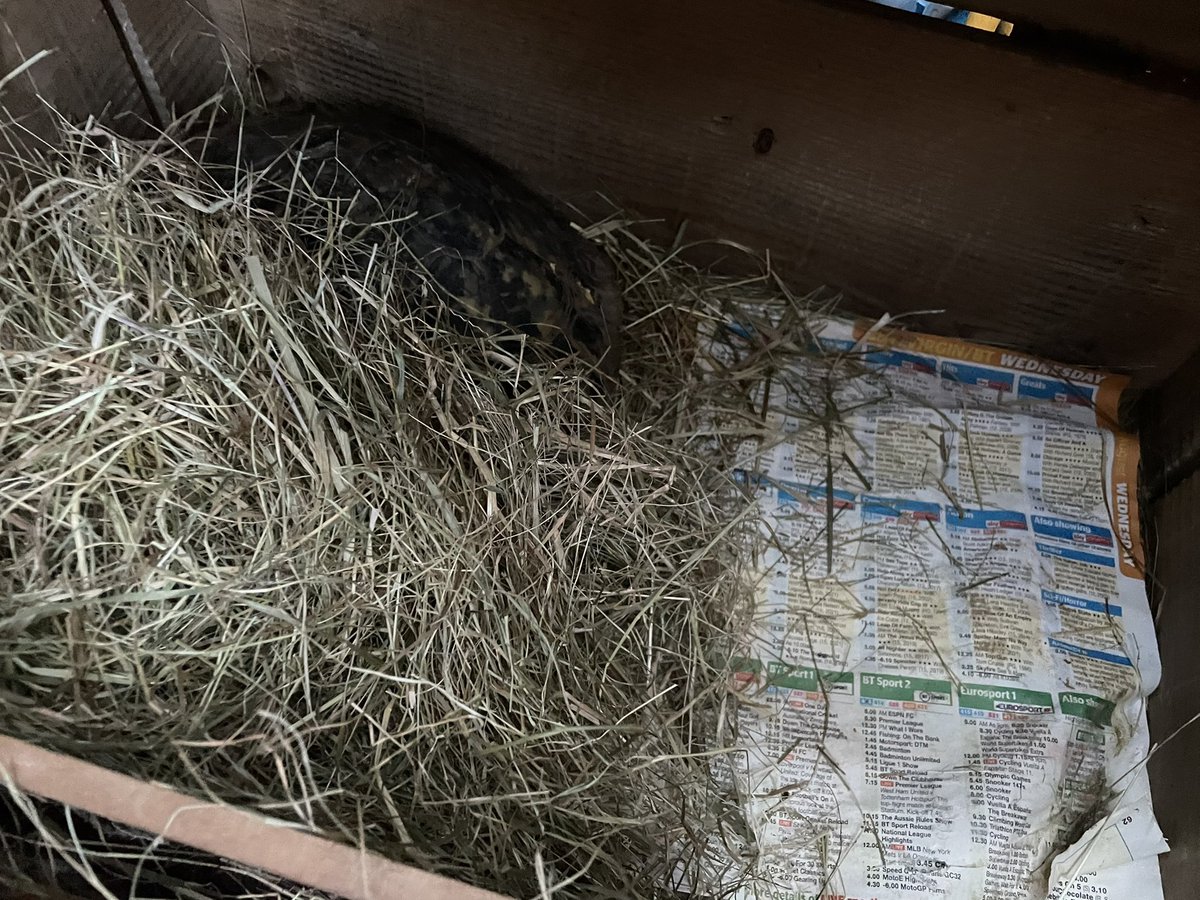 shaunyoung_'s tweet photo. Looks as if ‘Operation #WinterNap’ has started, our neighbours 🐢’s not been out for couple of days as we new to all this taking guidance from her as she unable to go in to garden/greenhouse, said looks that way if same in 2/3 days, add more hay to boxes 🐢💤 #Tortoise #Tortoises https://t.co/OI7vScqlyo