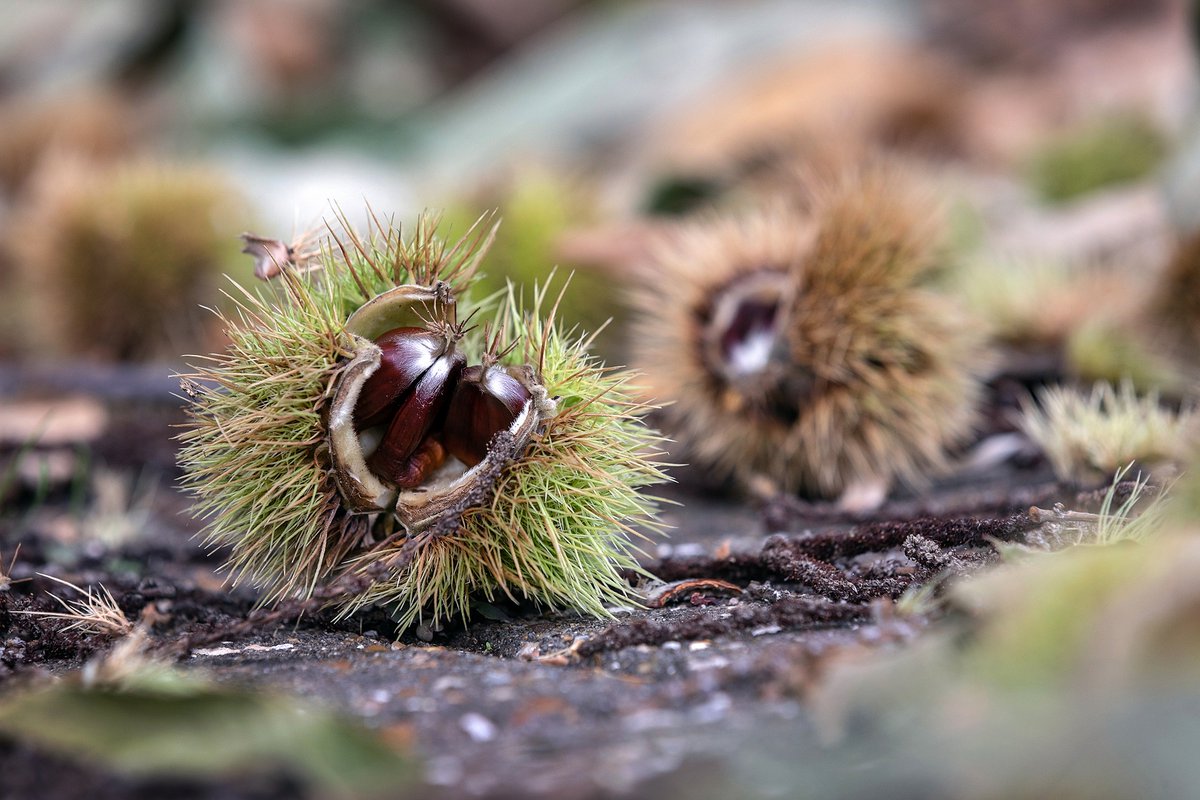 WaterbeachWB's tweet image. Did you know that the #HorseChestnut tree was introduced into the UK in 1616? It originates from mountains of northern Greece and Albania. Why not collect a few fallen conkers and see if you can grow them using some small pots and compost, perfect for #TreePlantingSeason