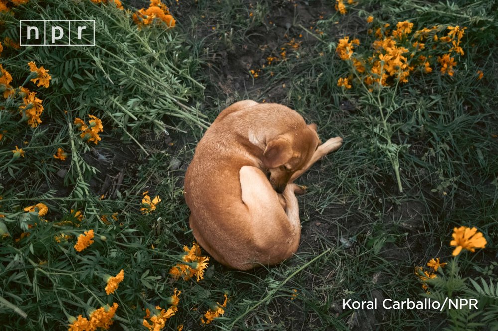 NPR's tweet photo. Flowers are a central part of celebrating Día de los Muertos — believed to help guide ancestors' souls home to their families. 

These are the farmers who help make it all possible. https://t.co/toVm6CsOg0 https://t.co/i2iCJgfHXi