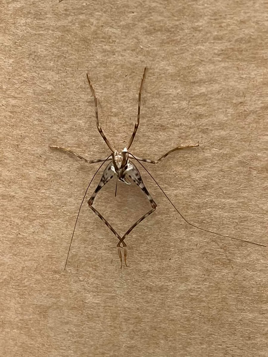 Iemand enig idee welk diertje dit is?
#dtv