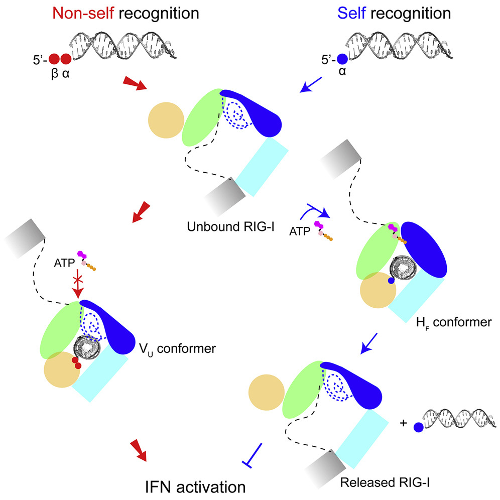 pylelab (@pylelab) on Twitter photo Super excited to share a series of new cryo-EM structures of RIG-I in complex with viral and host dsRNAs from the super talented postdoc Wenshuai from our lab! <a href="/MolecularCell/">Molecular Cell</a> <a href="/MCDB_Yale/">Department of MCDB</a> @YaleRNA sciencedirect.com/science/articl… Super excited to share a series of new cryo-EM structures of RIG-I in complex with viral and host dsRNAs from the super talented postdoc Wenshuai from our lab! <a href="/MolecularCell/">Molecular Cell</a> <a href="/MCDB_Yale/">Department of MCDB</a> @YaleRNA sciencedirect.com/science/articl…