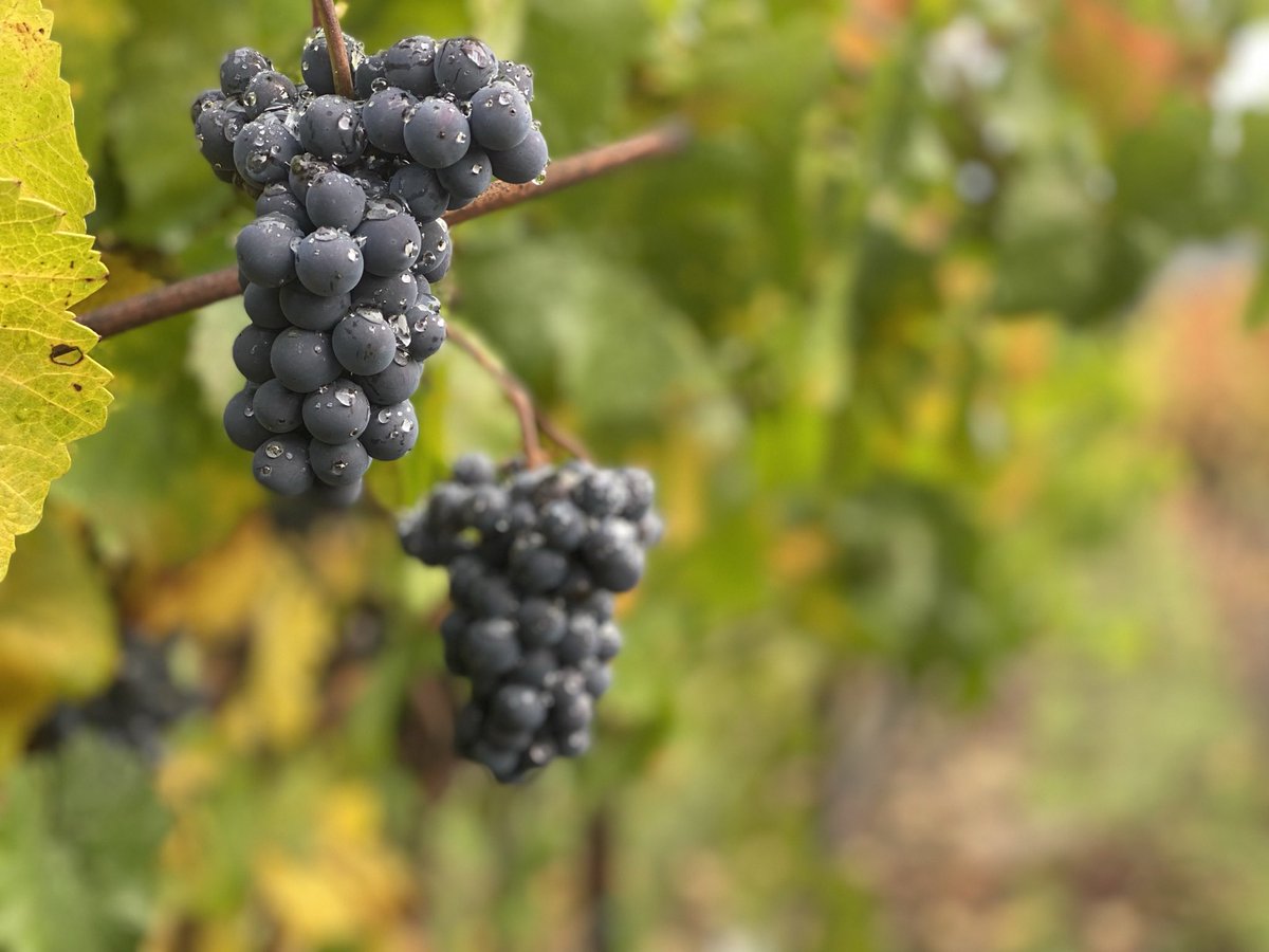 Much needed rain in Sonoma County
#rain #pinotnoir #leftovers #fallfeels #sonomacounty #russianrivervalley