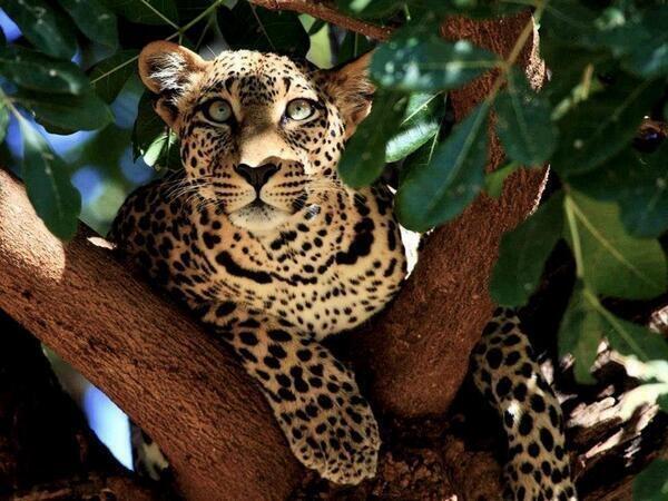 Leopardo en un árbol, Kenia