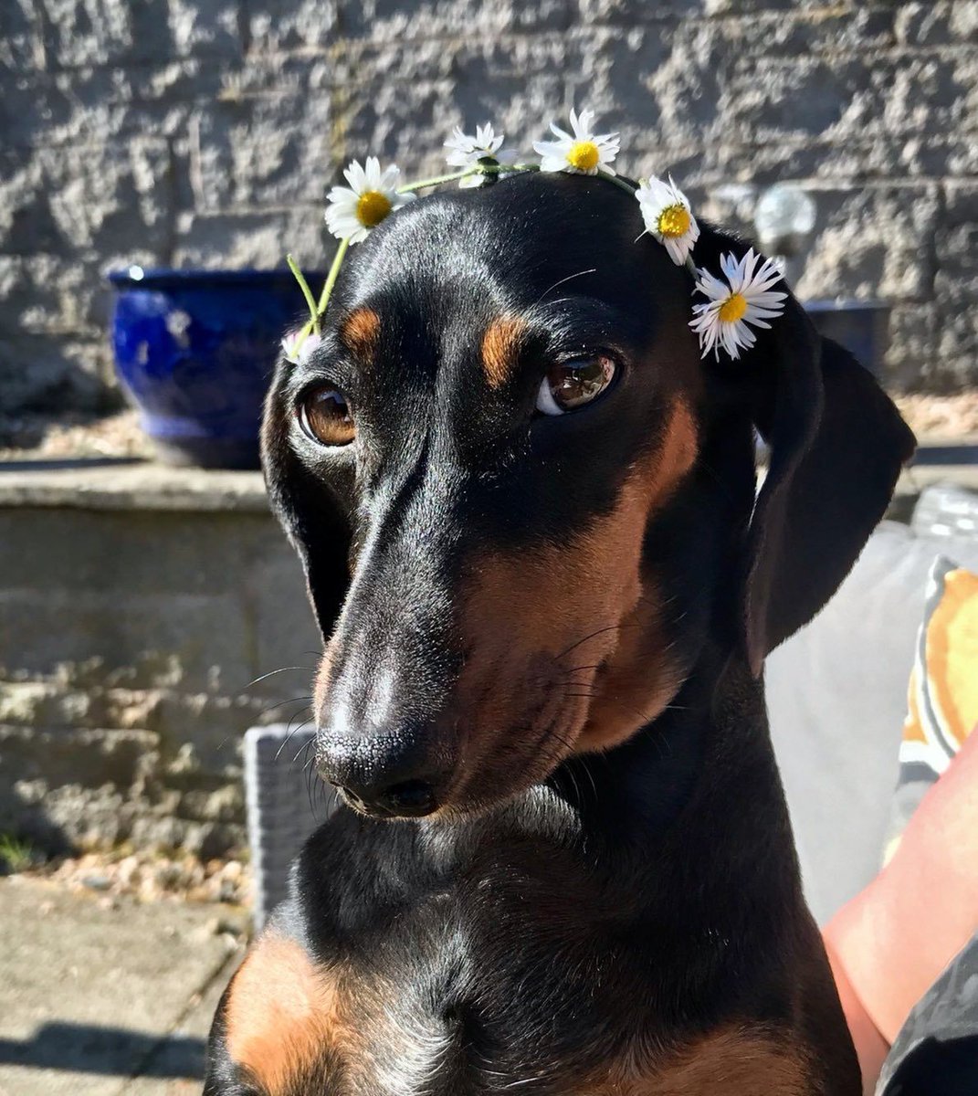 salsichinhas's tweet photo. 🌼🌼🌼🌼🌼🌼🌼🌼 https://t.co/LbW1qJZAkq
