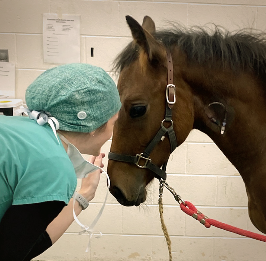 Tweet by MSU Veterinary Medicine