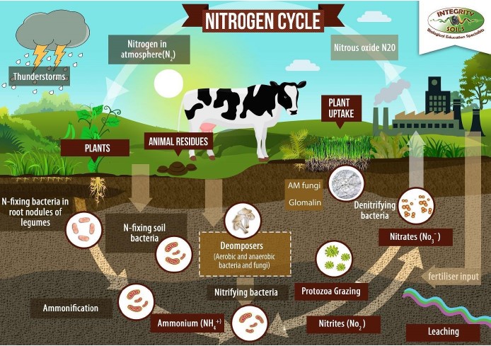 Interested in reducing nitrogen input costs? Check out this brilliant article by <a href="/KimLDeans/">Kim Deans</a> on how to reinvent your relationship with nitrogen fertilizers. reinventingagriculture.com.au/blog-2/6-reaso… @SoilHealth