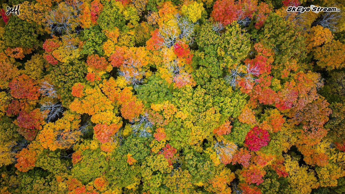 SkEye Stream tweet media