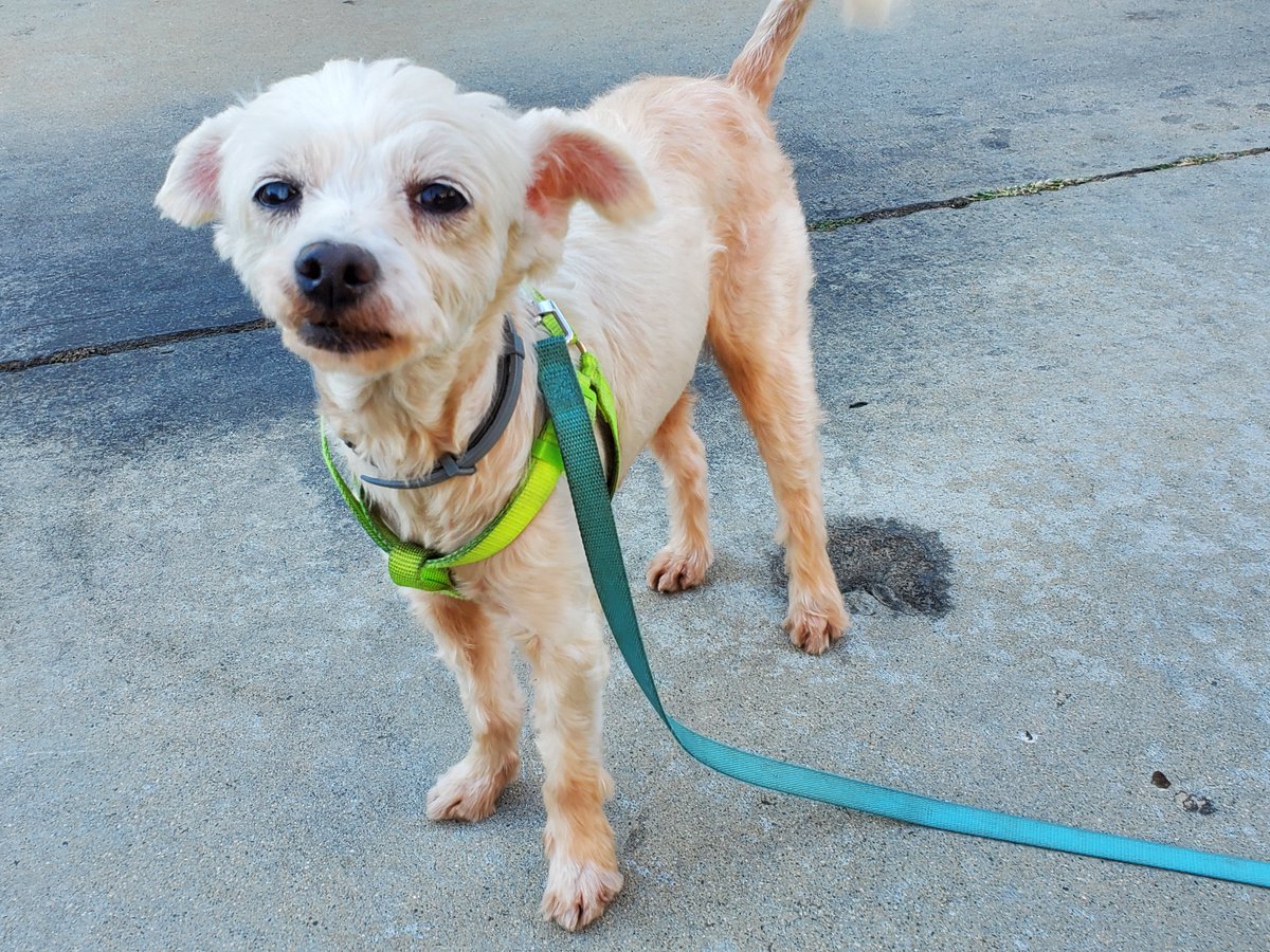 PeterChen's tweet photo. Lost a small White Dog, blind in one eye https://t.co/Ph4KF4uJA5 #lostpet #petsofinstagram #petsagram #LOSTDOG #lost #LostandFound #lostfiles https://t.co/iNS4dHwMKP