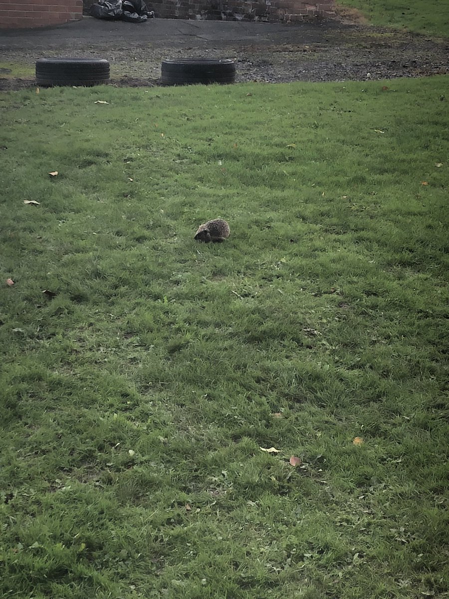 accessarchery's tweet photo. After 2 days of great shooting I’ve had a child hit 45 in the centre in a half hour session!!!🎯Amazing! Also have a nearly full Blewit mushroom ring and a little visitor at the end of the day! 🦔 @WellbeingNorth https://t.co/rJIgtPQPQf