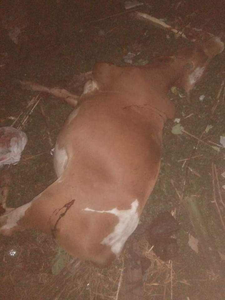 1.11.2022
Today , is not war.
Myanmar terrorist army is
shooting big guns into the
Pe Si Village , Kyauk Taw
Township in Rakhine State.
So , three civilianes are dead . shooting big guns
and arrested civilians by
myanmar rape army . Pleases , watch world and
UN.