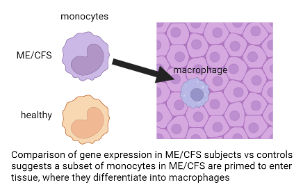 Gene expression data in the Cornell Center’s latest preprint (tinyurl.com/4e7cdeum) suggests monocytes are receiving signals from tissue under assault—perhaps from infection or injury. More work to do—what are these signals and where are they coming from?