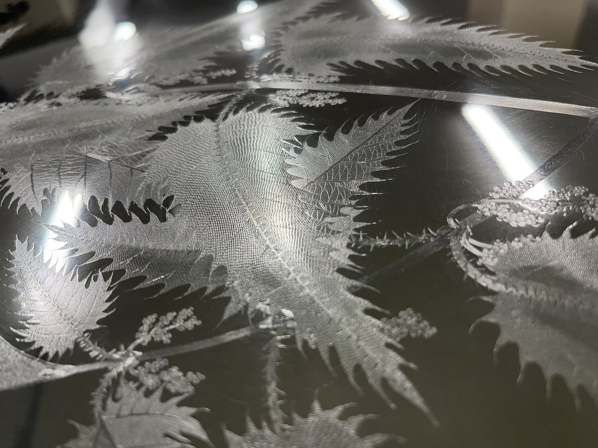 drewyhart's tweet photo. I will never tire of seeing the #Endeavour copper plates. This #Urtica ferox  #etched to perfection by Gerald Sibelius (d.1785) who engraved a total of 195 plates for Joseph #Banks. The #specimen was collected at Totaranui, #NZ in Jan/Feb 1770. #shiny #printing #nettles https://t.co/JE8cLgcMeT