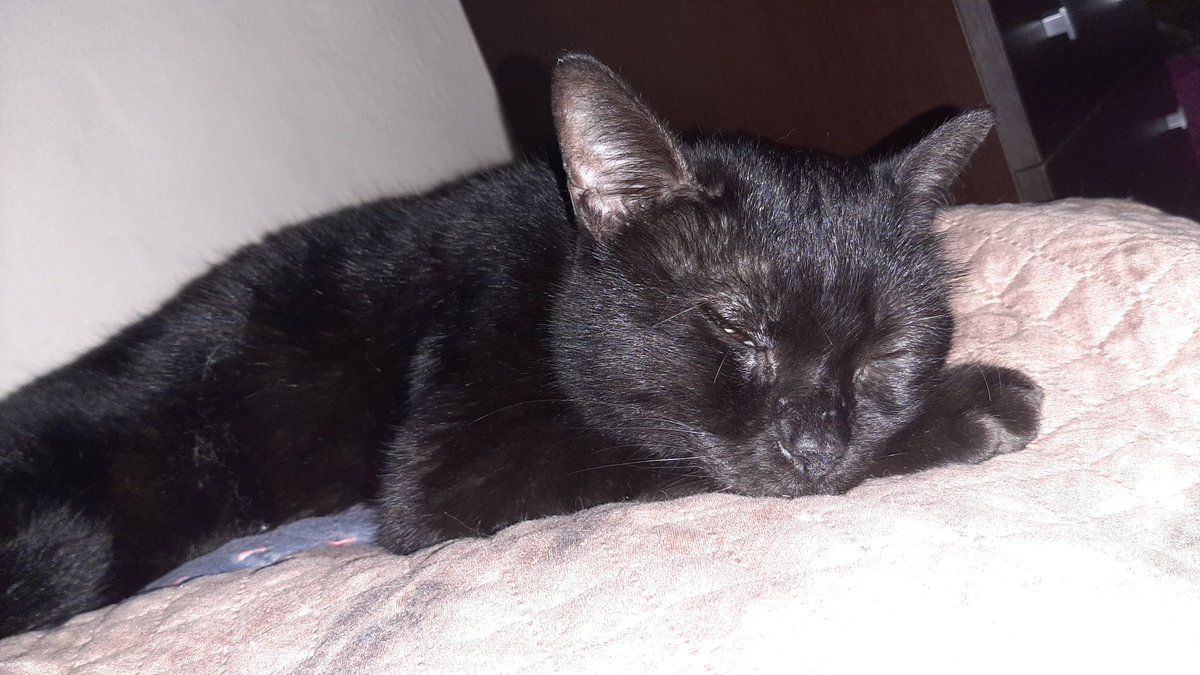 Valery_Modesto's tweet photo. @JorjaFoxofficia Happy week to you, even from my kitten.. 🥰 https://t.co/21aCcnisKY