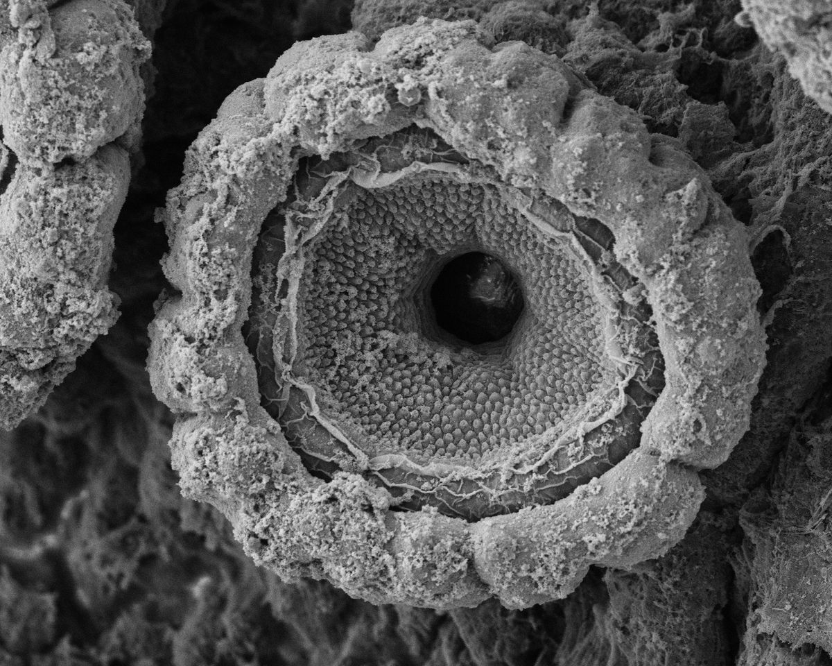 MarineBiol_FHL's tweet photo. We have some stunning Scanning Electron Microscope (SEM) images coming out of our Comparative Anatomy and Physiology course, which is part the AMS program. Check out the intricate detail on this Octopus bimaculoides done by student Molly Philips. @Fishguy_FHL @krillmonger https://t.co/j7zKlaDX9p