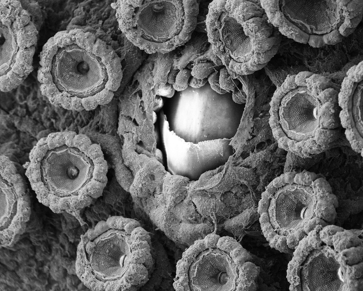 MarineBiol_FHL's tweet photo. We have some stunning Scanning Electron Microscope (SEM) images coming out of our Comparative Anatomy and Physiology course, which is part the AMS program. Check out the intricate detail on this Octopus bimaculoides done by student Molly Philips. @Fishguy_FHL @krillmonger https://t.co/j7zKlaDX9p