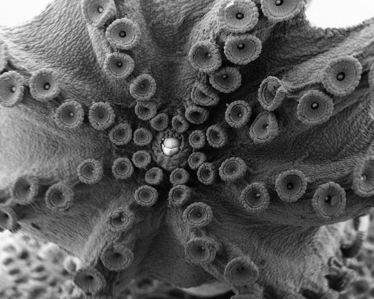MarineBiol_FHL's tweet photo. We have some stunning Scanning Electron Microscope (SEM) images coming out of our Comparative Anatomy and Physiology course, which is part the AMS program. Check out the intricate detail on this Octopus bimaculoides done by student Molly Philips. @Fishguy_FHL @krillmonger https://t.co/j7zKlaDX9p