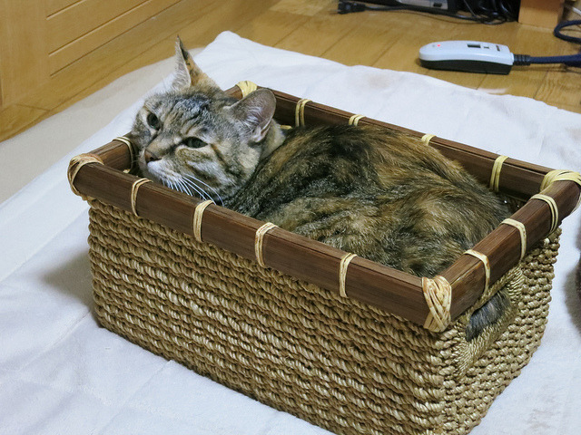 ruben_corella's tweet photo. #cute #cutepet #cutepets #cutecat #sweethome #SweetDreams #CatsOfTwitter #caturday #kitten #catlover #chat #gat #bedtime #dreaming #gatito #beautiful #catfan #douce #prettycat https://t.co/BZeLzEh0b1