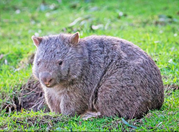 smargolius's tweet photo. Massive #emoji oversight by #Apple, @SlackHQ, &amp; @discord as there is none for the mighty #wombat Please correct this post haste! Photos kindly shared from Insta: @wild_wombat_photography https://t.co/l9ArJHDNn5