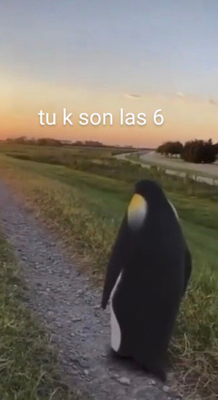 gatitos shitposting (@gatito_shitpost) on Twitter photo 