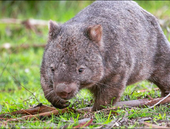 smargolius's tweet photo. Massive #emoji oversight by #Apple, @SlackHQ, &amp; @discord as there is none for the mighty #wombat Please correct this post haste! Photos kindly shared from Insta: @wild_wombat_photography https://t.co/l9ArJHDNn5