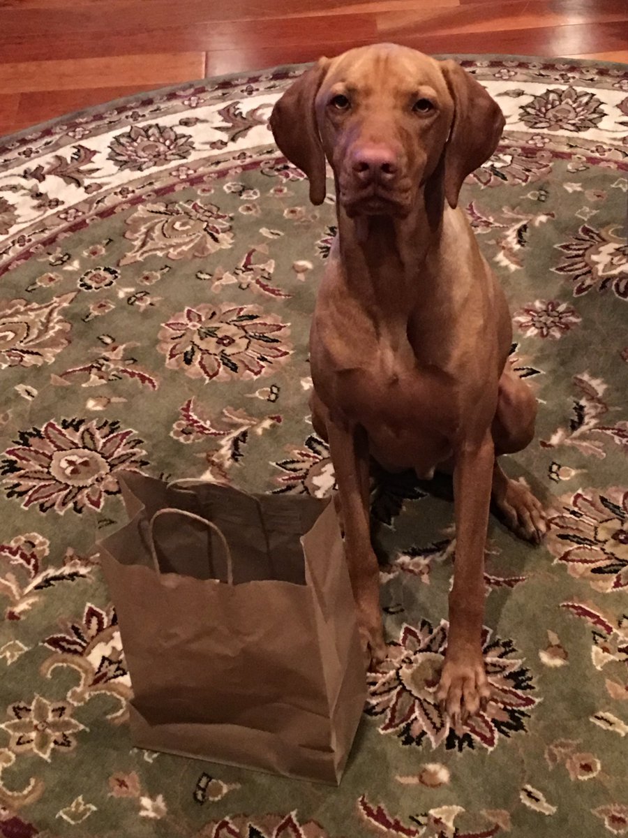 ottofogleman's tweet photo. @yogithedog1 @Kanethedane10 This Otto says, “Hello!” https://t.co/BsPG6cZjDi