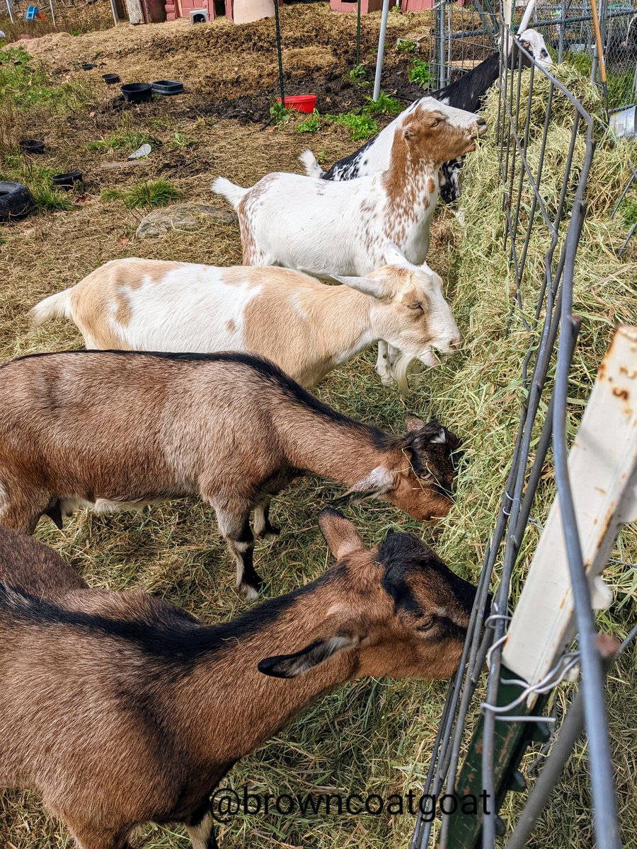 BrowncoatGoat's tweet photo. Breakfast at the hay rack!! https://t.co/erK6ZPYuvc