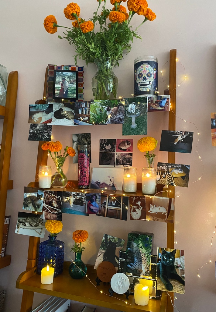 catprofiler's tweet photo. Kara's first time on the altar. Hoping she visits. 🤍🪦💀
#catgram #kittenlady #catsoninstagram #petgram #catslover #catsconnect #catslove #catsinstagram #catskills #excellent_kittens #gatosdeinstagram #caturday365 https://t.co/TAPgU082OY