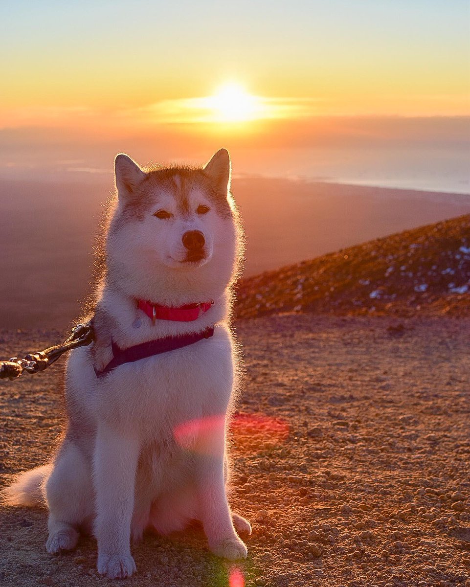 Say "yes"if you are a <a href="/HUSKYLOVERCOMM1/">HUSKY LOVER COMMUNITY</a>

<a href="/HUSKYLOVERCOMM1/">HUSKY LOVER COMMUNITY</a>

Conversation huskylover 

<a href="/HUSKYLOVERCOMM1/">HUSKY LOVER COMMUNITY</a>

Husky lover Aww 
TAG a friend Follow our page 

<a href="/HUSKYLOVERCOMM1/">HUSKY LOVER COMMUNITY</a>

<a href="/husky/">Husky 🐺</a> <a href="/HUSKYLOVERCOMM1/">HUSKY LOVER COMMUNITY</a> #huskylover #husky #huskylover #huskytwitter