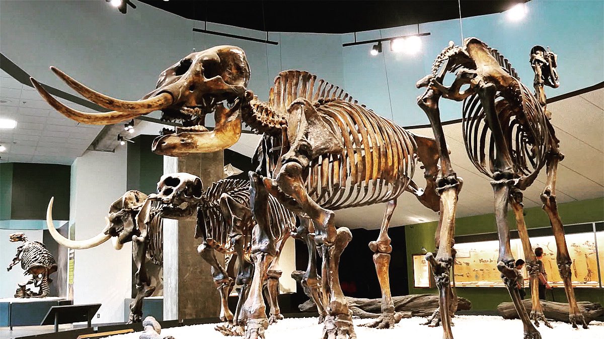 SocalTreks's tweet photo. Lots of fossils and skeletons to see in my latest video. Link in my bio. #youtubechannel #vlog #vlogger #labreatarpits #museum #losangeles #daytrip #sightseeing https://t.co/2qZzQXqkev