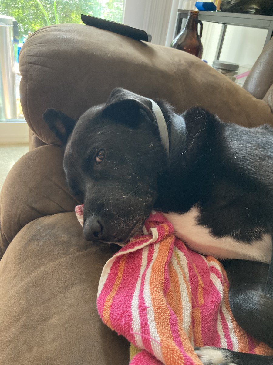 Today is Roger Daltrey's gotcha day! Please remember to check out your local shelter and meet some senior dogs the next time you want to adopt! #rescuedog