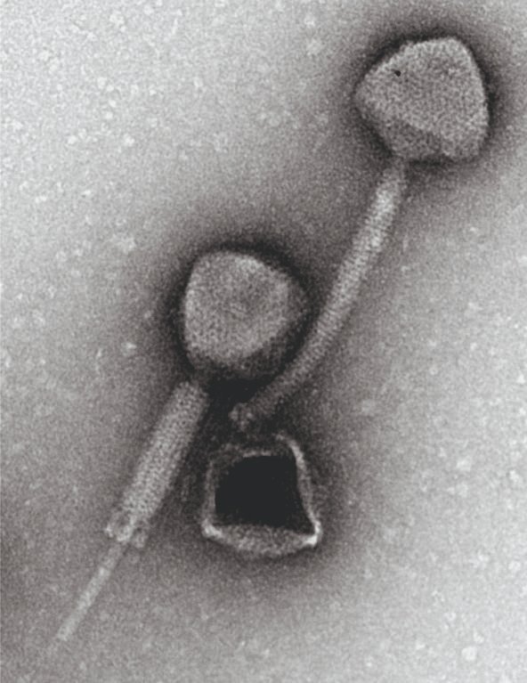 PCMFogg's tweet image. Still time to apply for a fascinating collaborative #PhD project with Dr Holly Wilkinson #HYMS and myself. You will explore the impact of #AMR bacteria on skin wounds and the potential of phage & phage-derived products as antimicrobials bit.ly/3UczUcA Apply by 3rd Nov!