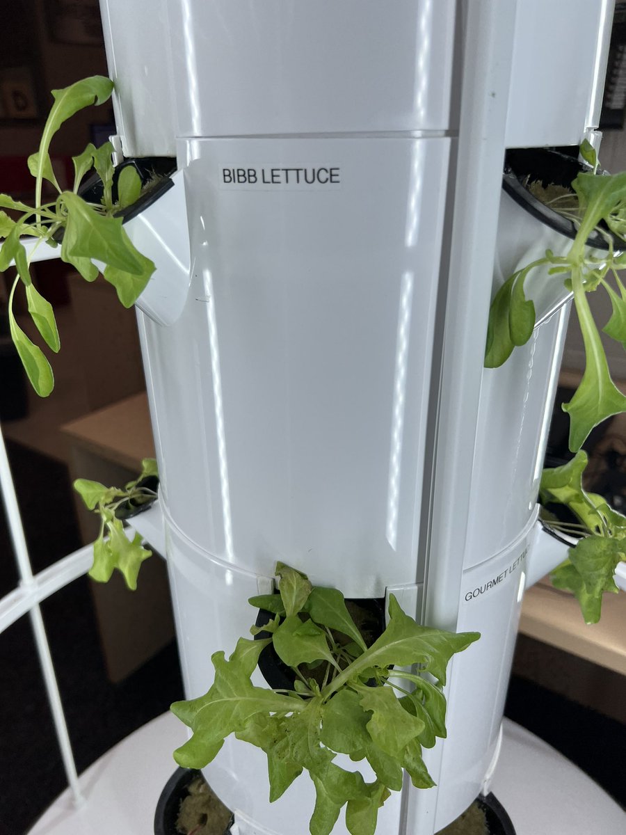 Coming along nicely! <a href="/EMPSEagles/">Ellwood Memorial P.S</a> salad time soon!