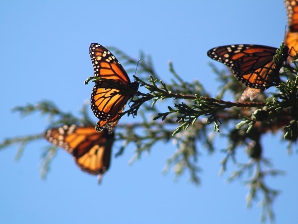 After embarking on a 7 week cross-continental journey in 2019, our team reached Macheros, Mexico, where the forest sanctuaries of the monarchs are located. We witnessed the perseverance of the monarch butterfly alongside the ultra runners who joined us on the 4,300km trip. 1/2