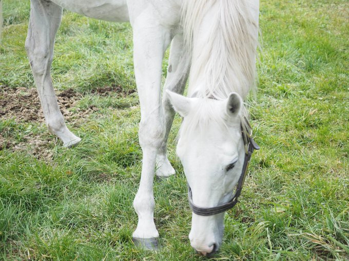 コスプレイヤー琥珀のTwitter画像25