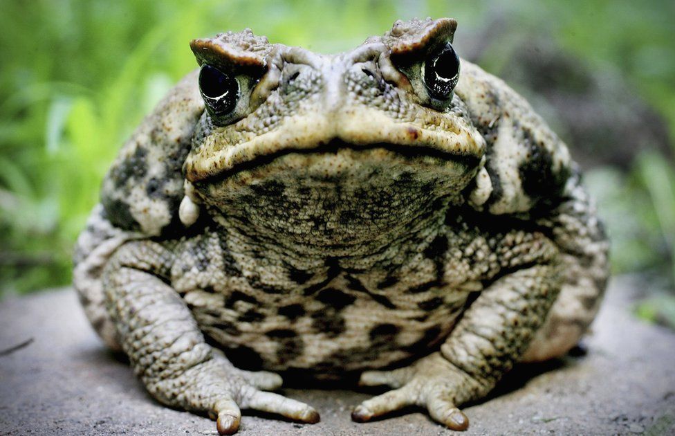 its toad tuesday! this weeks toad is the cane toad! it can be found in south america! its grey or brown in colour covered in dark markings and small spots! it has poison glands and has highly toxic tadpoles. it has prominent upper eyelights and can grow to 22cm in length!