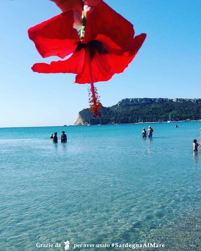 SardegnaAlMare's tweet photo. web: https://t.co/CyekaOsjWZ Ibiscus dal Poetto, a Cagliari 🌺 🖼 🏖 # SardegnaAlMare #spiaggia #sardegna #sardinia #ichnusa #Ibiscus #ibiscusflower #ilPoetto #spiaggiailPoetto #poetto #selladeldiavolo #quartu #quartusantelena #marinapiccola #cagliari #cagliariturismo #caglia… https://t.co/QIcZApA1GD
