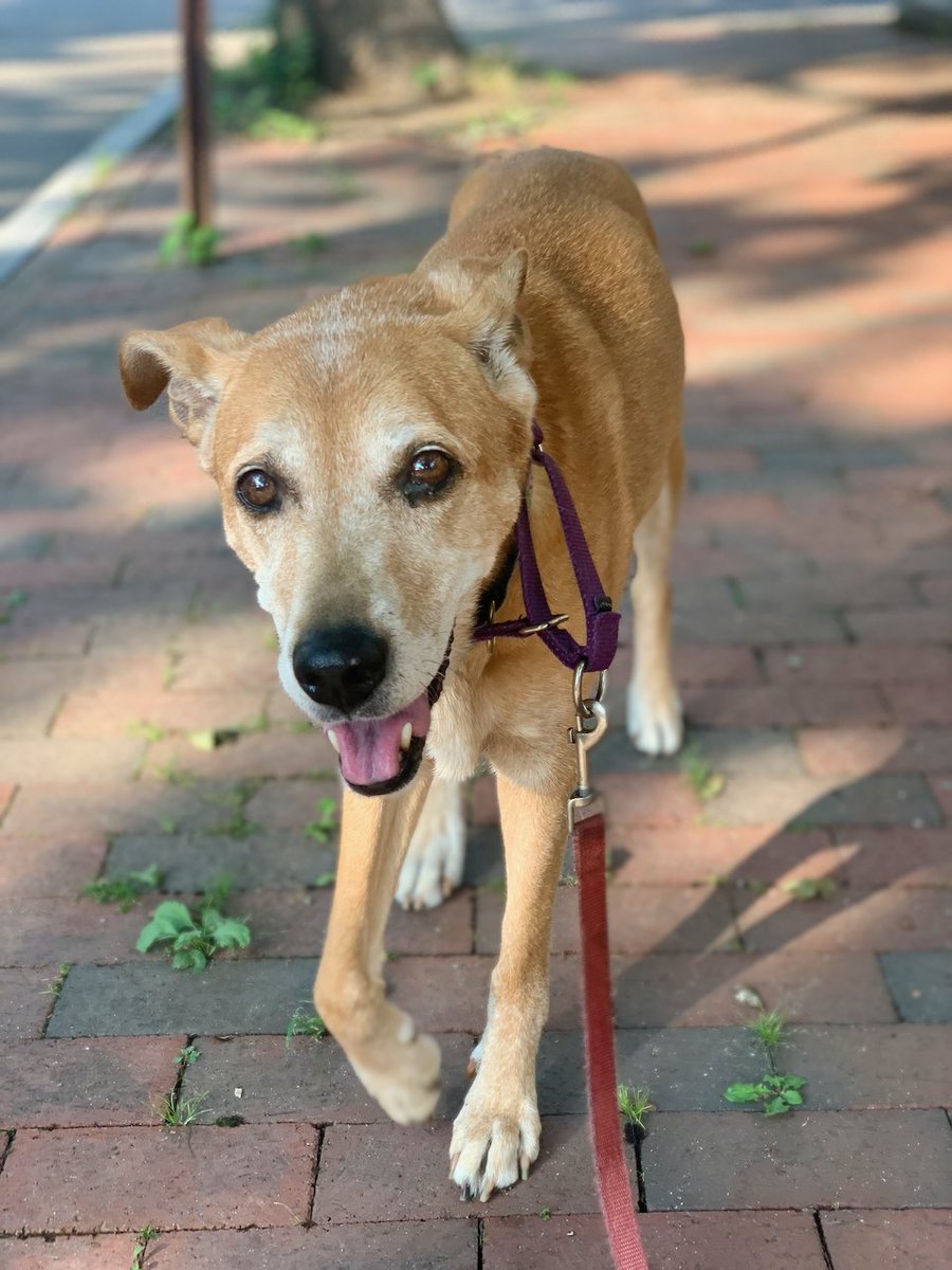 Said goodbye to my 16 year old brown dog Beckett tonight. I wrote her a little eulogy last night. Give your pets an extra treat tomorrow for her billmill.org/beckett.html