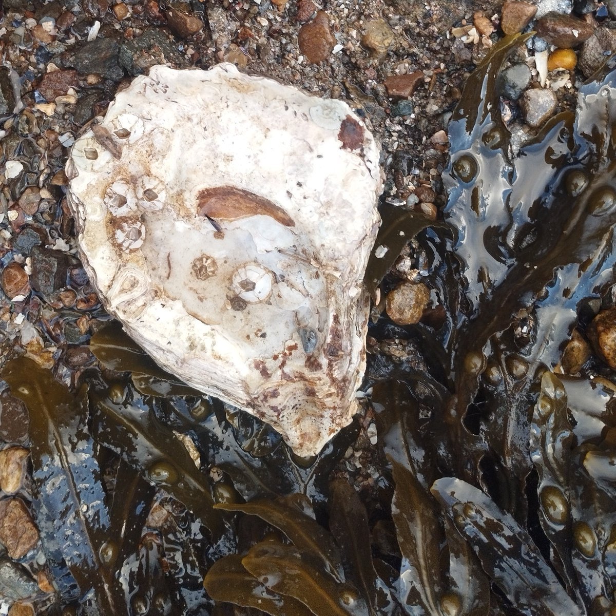 While looking for wild mussel habitats to use as controls I found this monster native oyster (Ostrea edulis) shell by the shore near Leenane, Killary Fjord. My daughter's hand for comparison. My baselines keep shifting and we need to go back to them.